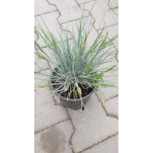Фестука, синя трева / Festuca glauca