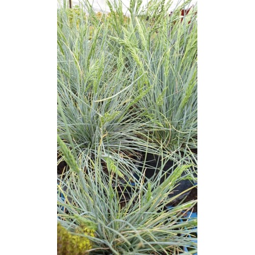 Фестука, синя трева / Festuca glauca