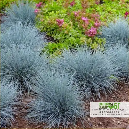 Фестука, синя трева / Festuca glauca Фестука, синя трева / Festuca glauca