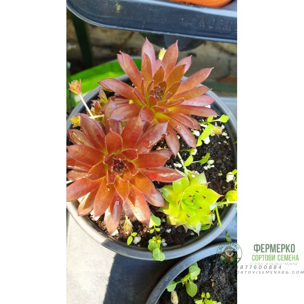 Комплект 4 броя Сукуленти и Седуми микс в саксия