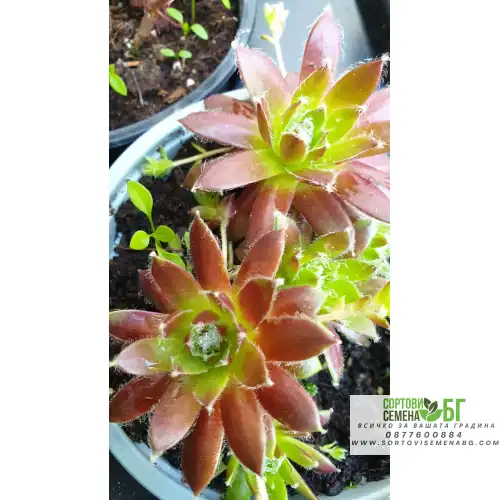 Сукуленти микс в саксия Сукуленти микс в саксия