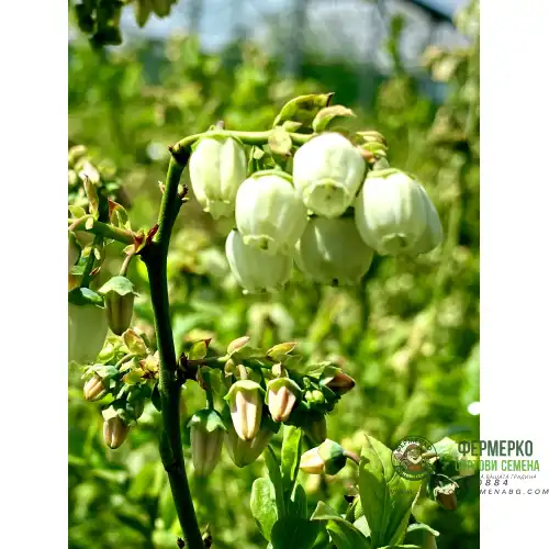 Вечнозелена Боровинка - Vaccinium Corymbosum Sunshine Blue