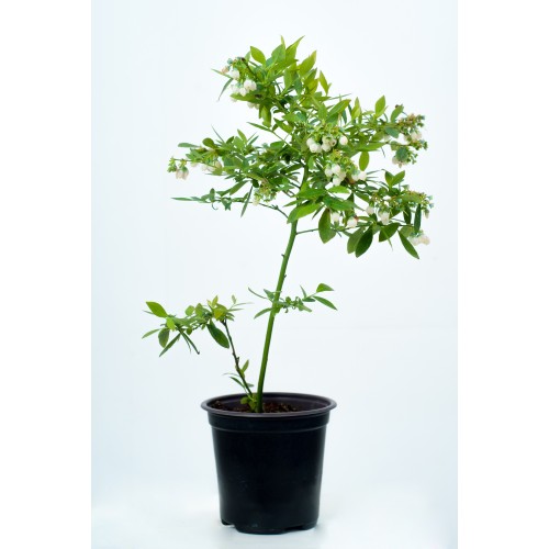 Вечнозелена Боровинка - Vaccinium Corymbosum Sunshine Blue