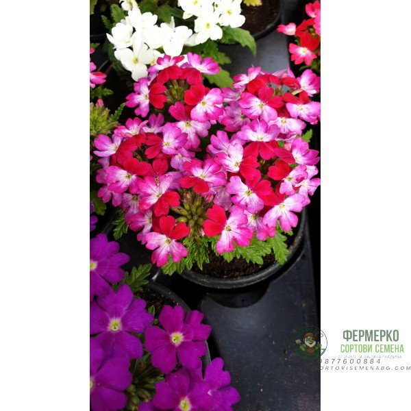 Каскадна Вербена в саксия - различни цветове