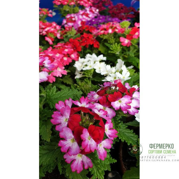 Каскадна Вербена в саксия - различни цветове