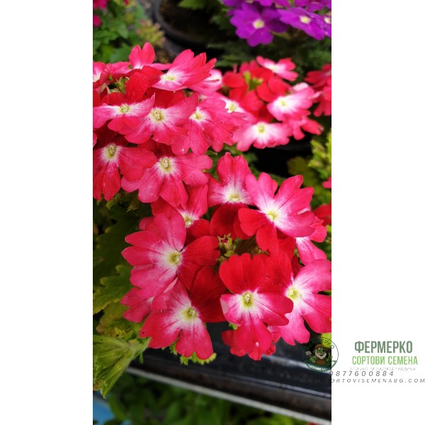 Каскадна Вербена в саксия - различни цветове