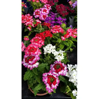 Каскадна Вербена в саксия - различни цветове