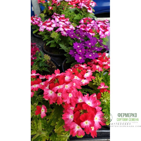 Каскадна Вербена в саксия - различни цветове