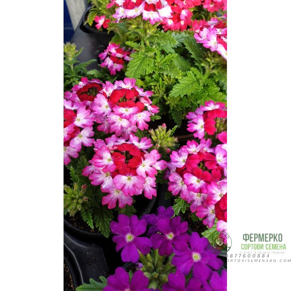 Каскадна Вербена в саксия - различни цветове