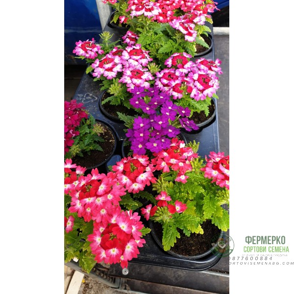 Каскадна Вербена в саксия - различни цветове