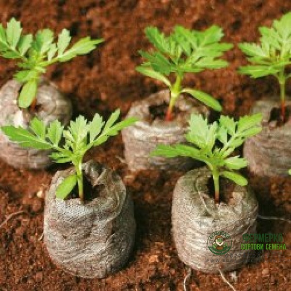 Кокосови шайби