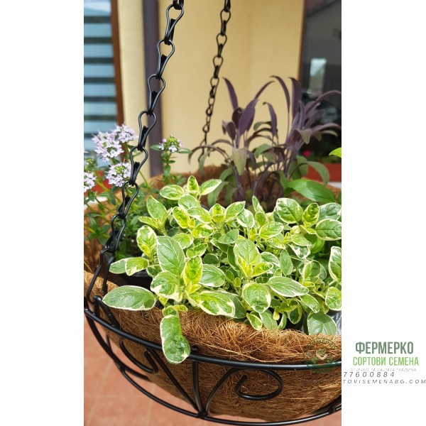 Стенна кашпа (Ковано желязо с кокос)