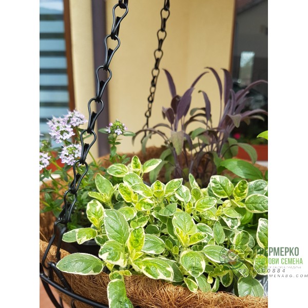 Висяща кашпа (Ковано желязо с кокос)