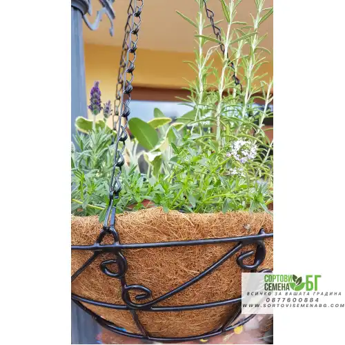 Висяща кашпа (Ковано желязо с кокос) Висяща кашпа (Ковано желязо с кокос)