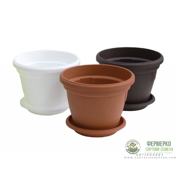 Саксии Гербер ∅ 14 см