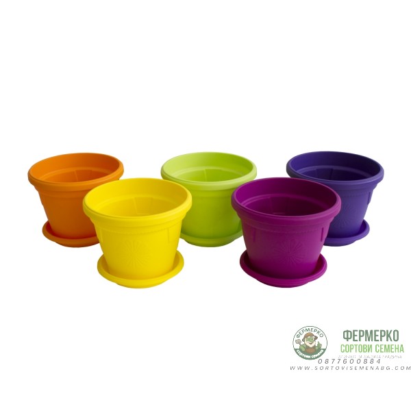 Саксии Гербер ∅ 14 см