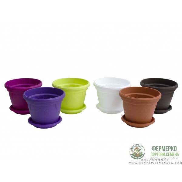 Саксии Гербер ∅ 14 см