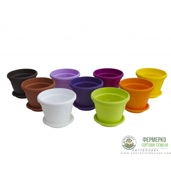 Саксии Гербер ∅ 14 см