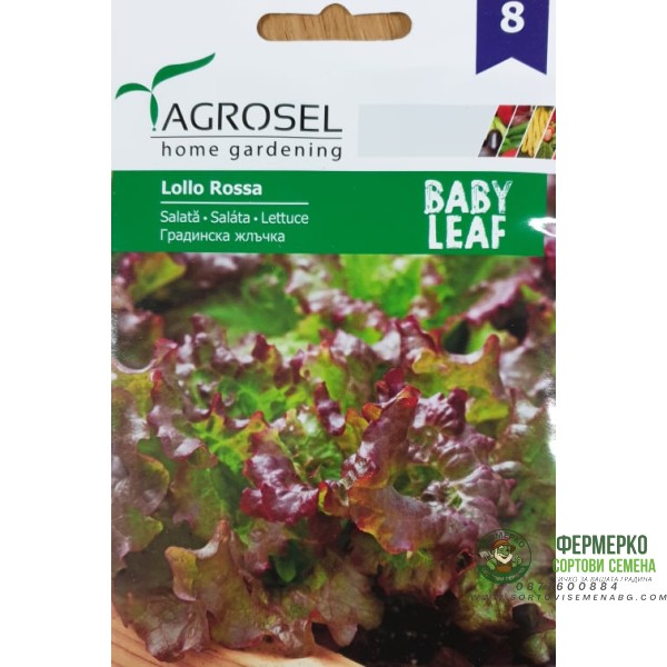 Бейби салата Лоло Роса - микро растение