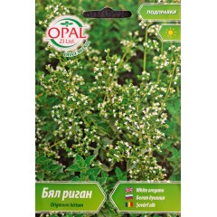 Бял риган Origanum hirtum