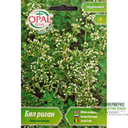 Бял риган / Origanum hirtum