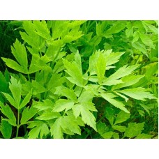 Девисил Levisticum officinale