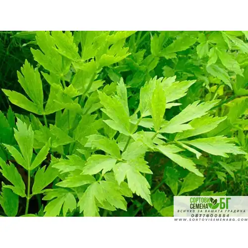 Девисил / Levisticum officinale