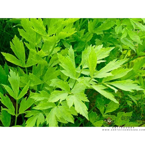 Девисил Levisticum officinale