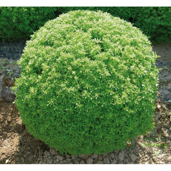 Босилек Гръцки мини Greco a palla