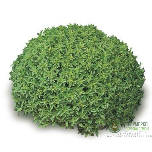 Босилек Гръцки мини Greco a palla