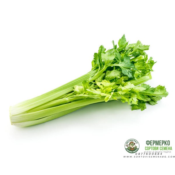 Целина Дръжковидна