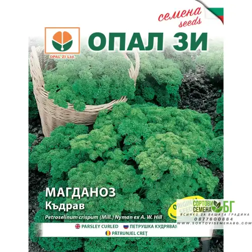 Магданоз - Къдрав Магданоз - Къдрав