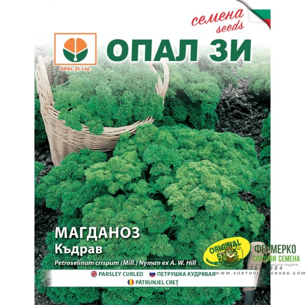 Магданоз - Къдрав