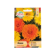 Медицински невен Calendula officinalis
