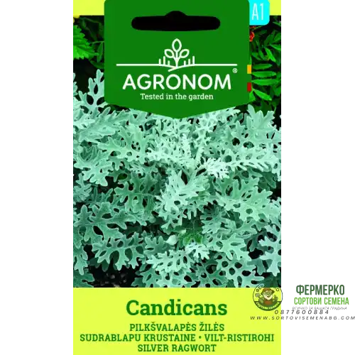 Сенецио / Candicamas