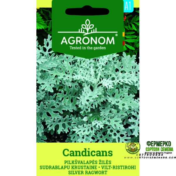 Сенецио Candicamas