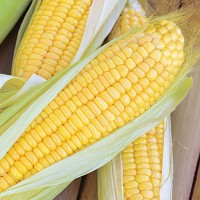 Царевица Сладка Роялти F1