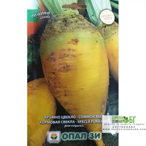Кръмно цвекло
