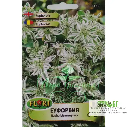 Еуфорбия (млечка) / Еuphorbia marginata