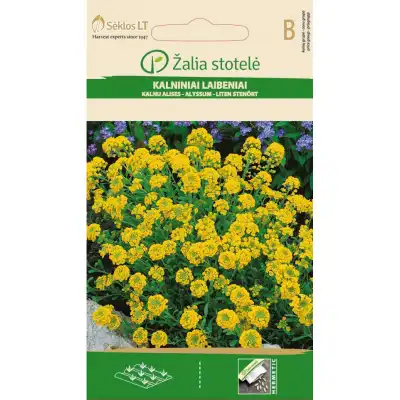 Алисум жълт / Alyssum montanum