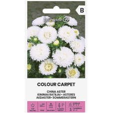 Астри Бели Цветен килим Callistephus chinensis L Ness Colour Carpet