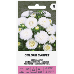 Астри Бели Цветен килим Callistephus chinensis L Ness Colour Carpet