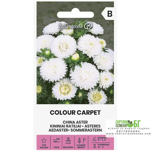 Астри бели колор карпет / Callistephus chinensis Астри бели колор карпет / Callistephus chinensis