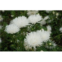 Астри игловидна бяла / Callistephus chinensis (L.) Ness