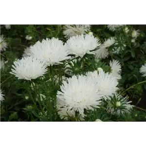 Астри игловидна бяла / Callistephus chinensis (L.) Ness