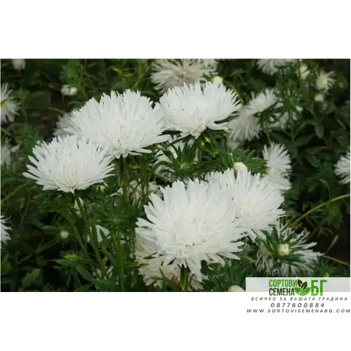 Астри игловидна бяла / Callistephus chinensis (L.) Ness Астри игловидна бяла / Callistephus chinensis (L.) Ness