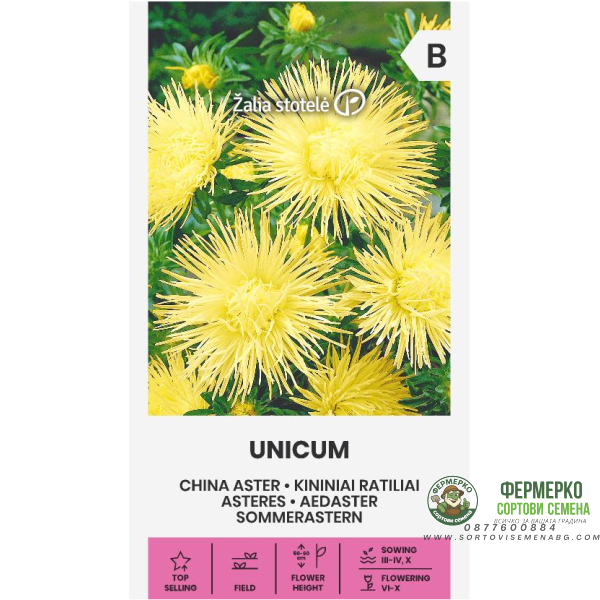 Астри Жълти Игловидни Уникум Callistephus chinensis L Ness Unicum