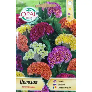 Целозия микс (Петльов гребен)