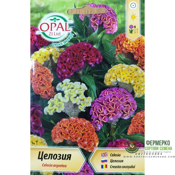 Целозия микс (Петльов гребен)
