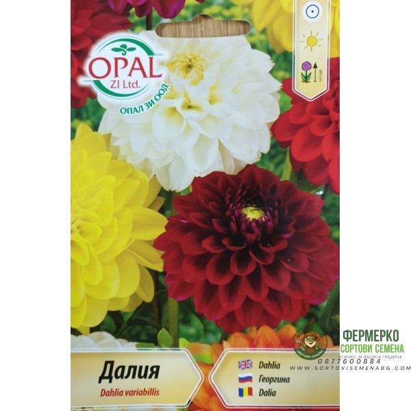 Далия Гергина (висока)